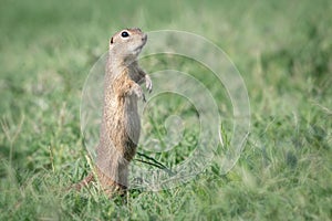 Ground squirrel Spermophilus citellus standing