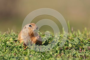 Ground squirrel Spermophilus pygmaeus eats grass. Gopher