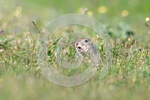 Ground squirrel Spermophilus pygmaeus peeps out of the hole