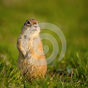 Ground squirrel Spermophilus pygmaeus standing in the grass