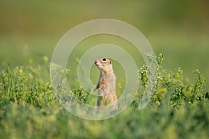 Ground squirrel Spermophilus pygmaeus stands in the grass in a meadow