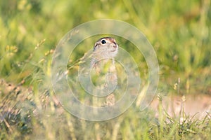 Ground squirrel Spermophilus pygmaeus in the wild