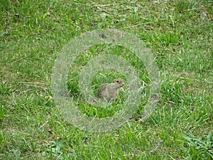 Ground squirrel in Spis castle, Slovakia