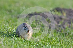 Ground squirrel standing on grass