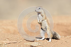 Ground Squirrel standing on lookout