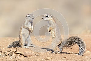 Ground Squirrel standing on the lookout