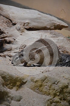 Ground squirrel standing on sand