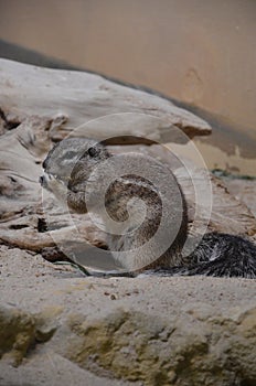 Ground squirrel standing on sand