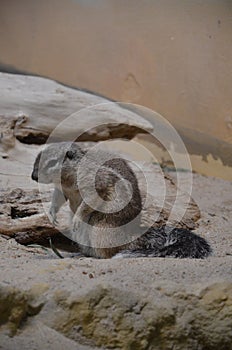 Ground squirrel standing on sand