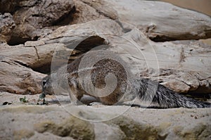 Ground squirrel standing on sand