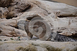 Ground squirrel standing on sand