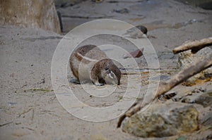 Ground squirrel standing on sand