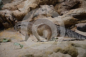 Ground squirrel standing on sand