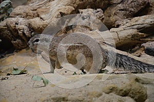 Ground squirrel standing on sand