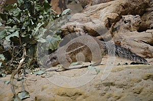 Ground squirrel standing on sand