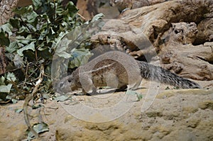 Ground squirrel standing on sand