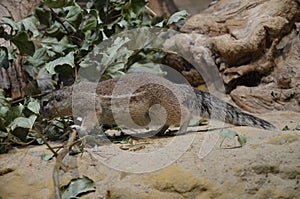 Ground squirrel standing on sand