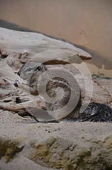 Ground squirrel standing on sand