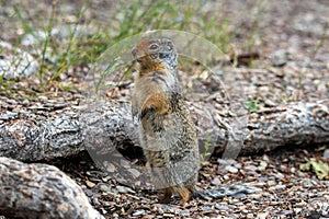 Ground squirrel standing up.