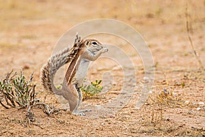 Ground Squirrel standing up while eating a small bit of root.