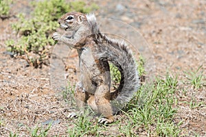 Ground squirrel standing upright