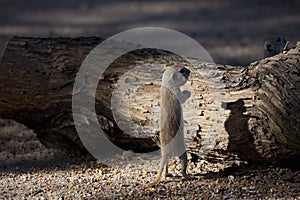 Ground squirrel stands upright in funny shadow play