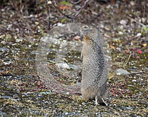 Ground squirrel in summer standing up