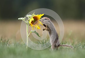 Ground squirrel and sunflower