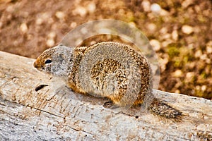Ground squirrel up close on log