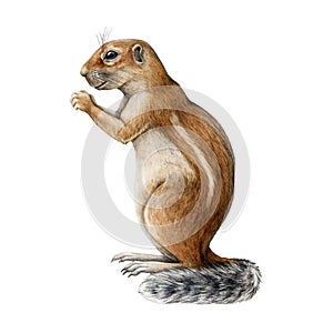 Ground squirrel watercolor illustration. Hand drawn xerus desert wildlife animal. Cute ground squirrel side view