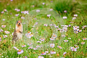 Ground Squirrel in Wildflowers