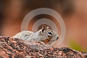 Ground squirrel in the wilds,Colorado,USA photo