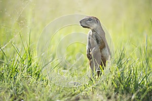 Ground squirrel (Xerus)