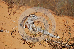 Ground Squirrel (Xerus inauris)