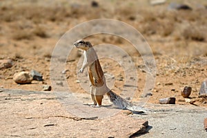 Ground Squirrel (Xerus inauris)