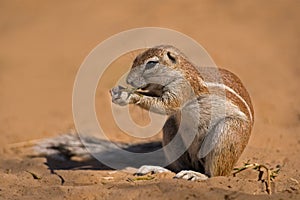 Ground squirrel (Xerus inauris) Kgalagadi Transfrontier Park, South Africa