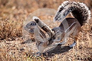 Ground squirrels in the morning sun