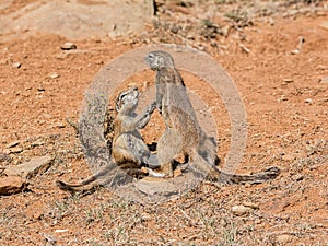 Ground Squirrels Playing