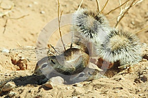 Ground Squirrels shelter under the shade from their tails, Kgalagadi Transfrontier National Park , South Africa