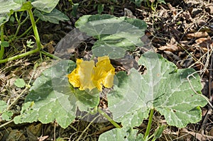 Pumpkin Vine And flower