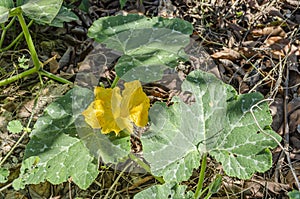 Blossom Of Pumpkin Vine