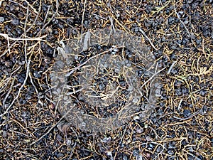 Ground stones and leaves photo