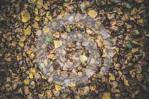 The ground is strewn with autumn October leaves of different colors - yellow, green, brown, dry