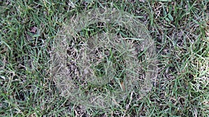 Ground texture with green grass and shady area as a background, top view, horizontal