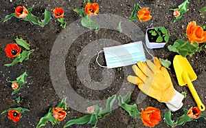 On the ground there is a medical mask, yellow work gloves, a yellow shovel. Along the perimeter, red tulips, top view.