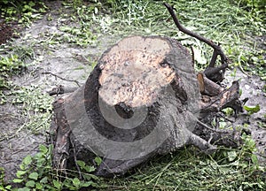 A large uprooted tree stump with roots.