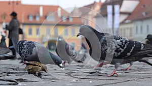 Ground View of Pigeons