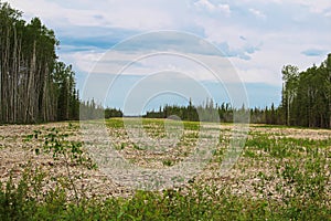 Ground view of a wide firebreak in a heavy forested area