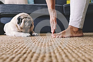 Ground view of woman doing stretching fitness active healthy exercises touching feet fingers with hands and lazy funny pug dog