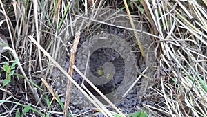 Ground wasp. Wasp fly in and out a nest hole in ground (Vespula vulgaris), with audio